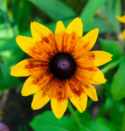 Rudbeckia in the garden in Poland on the summer.の写真素材