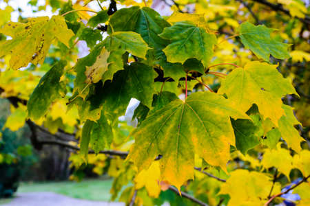 Leaves on maple tree on autumn in Poland.の写真素材