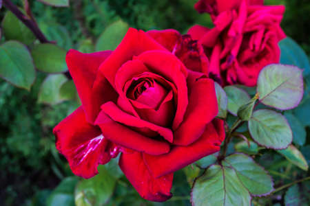 Rose in the garden in Poland on the summer.の写真素材