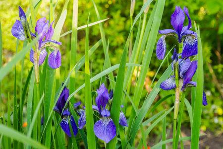 Garden on spring in Poland. Outdoor on June.