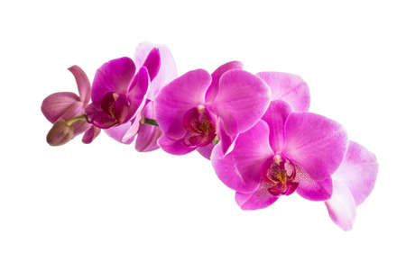 Beautiful orchid purple flowers isolated on white background.の写真素材
