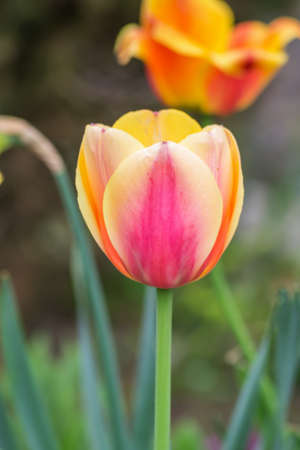 Tulip flower bloom in the garden in Poland on spring.の写真素材