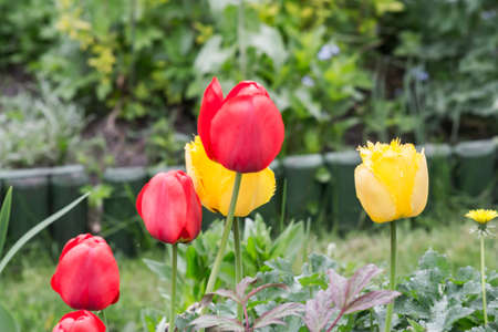 Tulip flowers bloom in the garden in Poland on spring.の写真素材