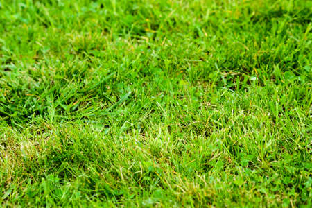Green background - lawn with grass on spring.の写真素材