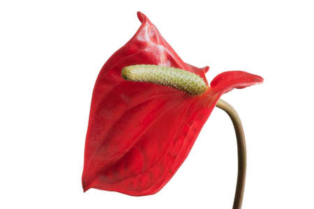 Anthurium flower close-up isolated on white background.の写真素材