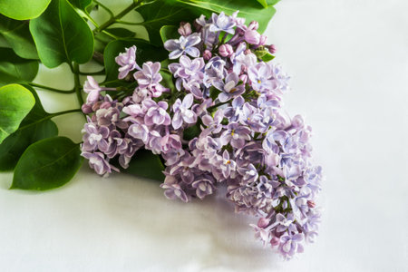 Lilac flowers close-up on white background. Spring indoor.