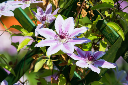 Clematis flower in the garden in Poland on spring.