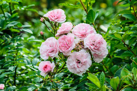 Roses in the garden in Poland on the spring.の写真素材