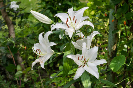 White lily flowers in the garden in Poland on the summer.の写真素材