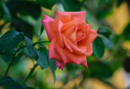 Rose bloom in the garden in Poland on the summer.の写真素材