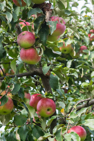 Apple tree with fruits in the garden.の写真素材