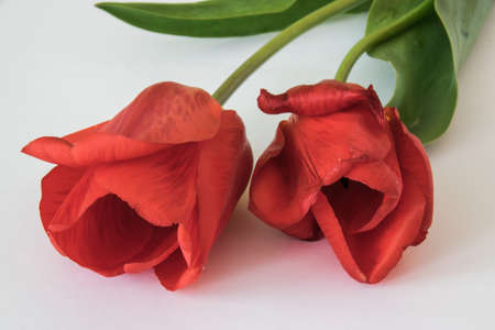 Tulip flowers close-up. Wishes card. Spring indoor.の写真素材