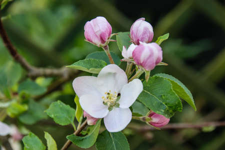 Apple flowers on a tree in the garden.の写真素材