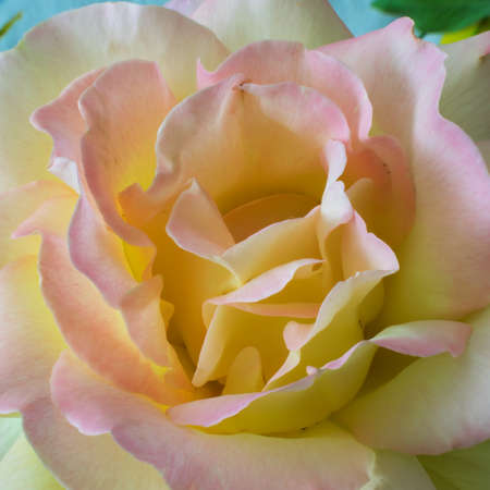Rose flower close-up. Yellow softness. Summer indoor.の写真素材