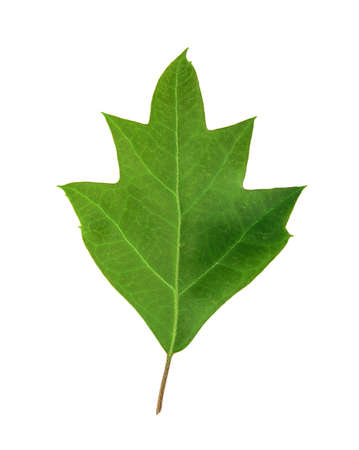 Green leaf of ivy plant isolated on whiteの写真素材