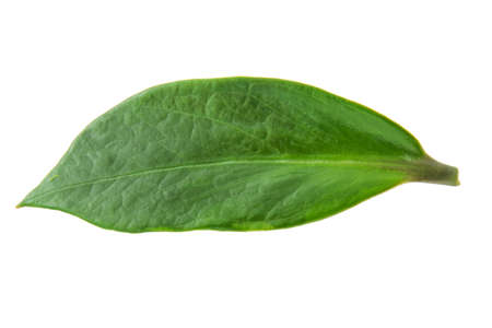 Green leaf of zamioculcas plant isolated on white background.の写真素材