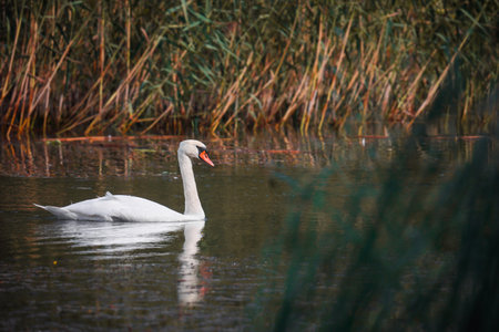 Single white swan in lake in Poland on August.の写真素材