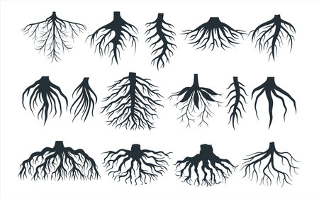Assorted plant root type shape vectorのイラスト素材
