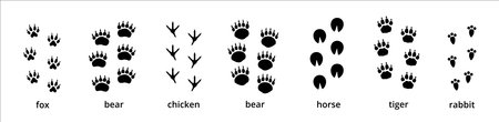 Animal paw and foot print trail. Contains footprint trace of fox, bear, grizzly, chicken, horse, tiger, and rabbit. Vector illustration on animal foot print shape.のイラスト素材