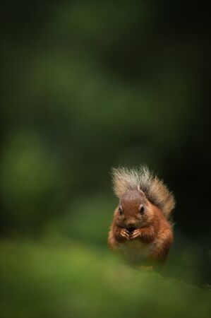 A female Red Squirrel eating a hazelnut while sitting in the dappled light of a Cumbrian wood.の写真素材