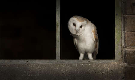 A male Barn Owl in the empty window frame of a disused farm building.の写真素材