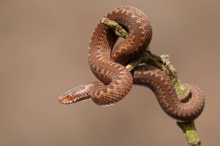 A very young juvenile European Adder (Vipera berus).A perfect replica of its parents this snake this snake is just six inches long and less than a year old.の写真素材