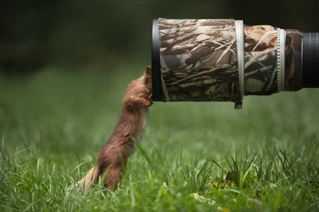 A Red Squirrel (Sciurus vulgaris).The squirrel is standing on its back legs doing a close inspection of the front element of a 500mm telephoto lens.の写真素材