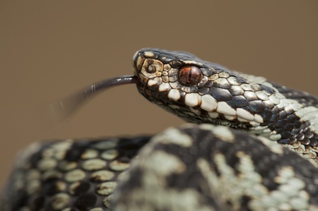 A European Adder (Vipera berus) basking in the sun and flicking it's tongue to taste the airの写真素材