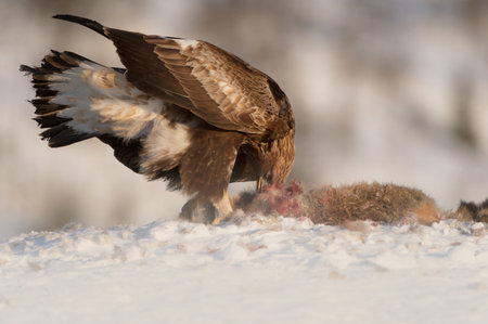 A juvenile Golden Eagle feeding on a Red Fox high in the mountains of central Norway. The image was...