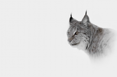 A high key image of a Lynx in Central Norway.の写真素材