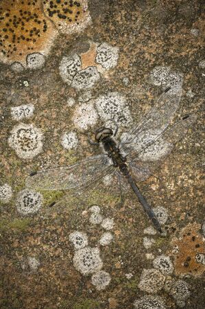 A Black Darter dragonfly perched on a lichen covered rock.The image shows the natural camouflage of the dragonfly.の写真素材