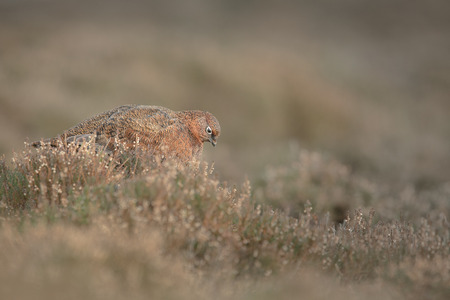 A female Red Grouse feeding on heather flowers on a grouse moor in the Peak District of Derbyshire.の写真素材