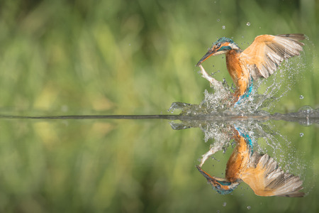 A female Kingfisher leaving the water after a successful diveの写真素材
