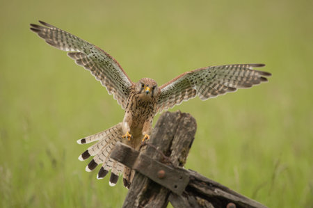 A female Kestrel landing on an old farm gate.の写真素材