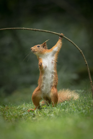 A female Red Squirrel standing up on her back legs and using her front paws to pull a sappling over.の写真素材