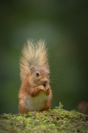 A Red Squirrel with its bushy tail raised in a traditional posture.の写真素材