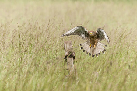 A female Common Kestrel caught flying low through tall grass, her gaze fixed on the post upon which intends to land.の写真素材