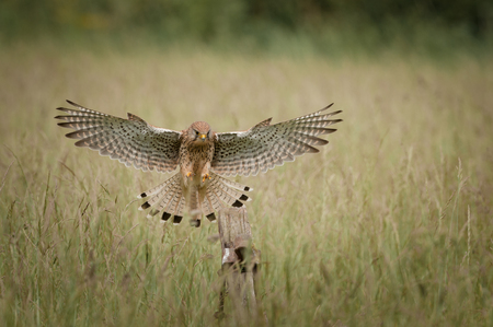 A female Common Kestrel caught in flight and about to land on an old wooden gatepost.の写真素材