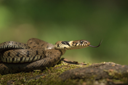 A male Grass Snake flicking its tongue to taste the air.の写真素材