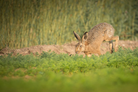 A Brown Hare running along the edge of a field of carrots.