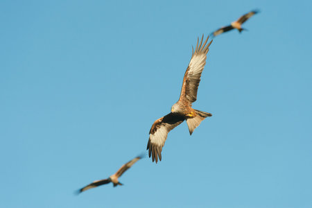 A Red Kite eyes up a potential meal on the ground below it