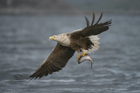 A male White-tailed eagle carrying a very large Coalfish which he has just caught 
