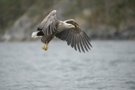 A White-tailed Eagle in flight.