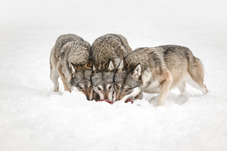 Three Grey Wolves feeding with their heads together while looking directly at the camera.の写真素材