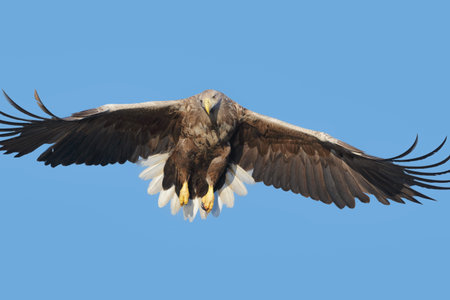 Set against a vivid blue winter sky this White-tailed Eagle is pulling up after a failed attempt to...