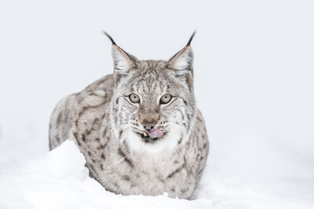 A Eurasian Lynx lying down in the snow, looking towards the camera and licking its lips.の写真素材