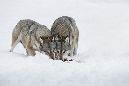 A pair of Grey Wolves feeding with their heads together. They are both looking at the camera.の写真素材