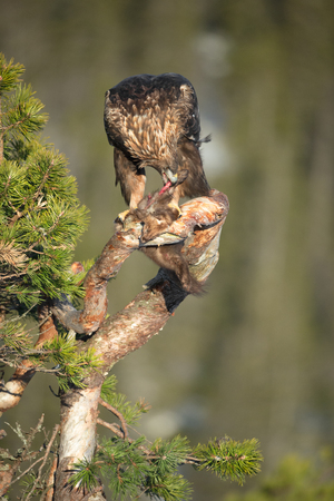 A young male Golden Eagle feeding on a Pine Marten on the branch of a gnarled pine tree.の写真素材