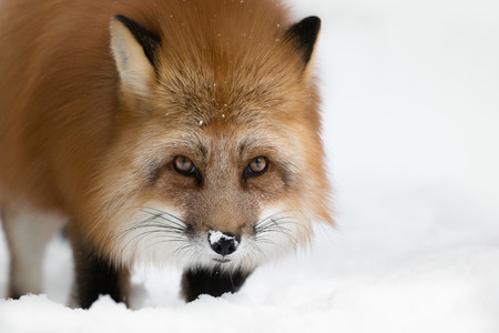 A Scandinavian Red Fox in its long winter coat looking at the camera.の写真素材