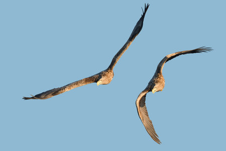 A pair of Whitetailed Eagles diving for Coalfish in the fjords of Norway.